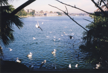 Blackwattle Bay from the studio door 